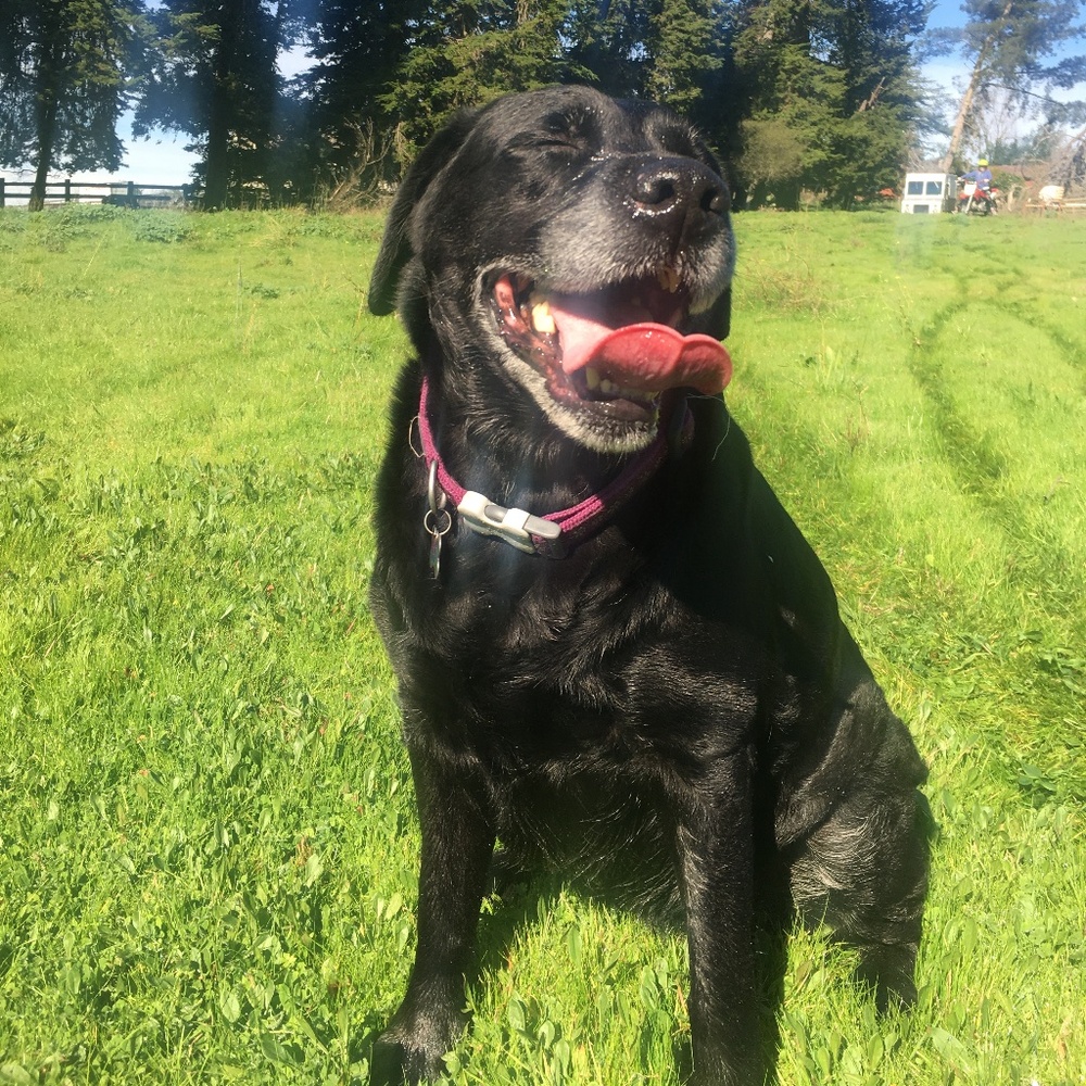 Meet your Posher, Lizzy